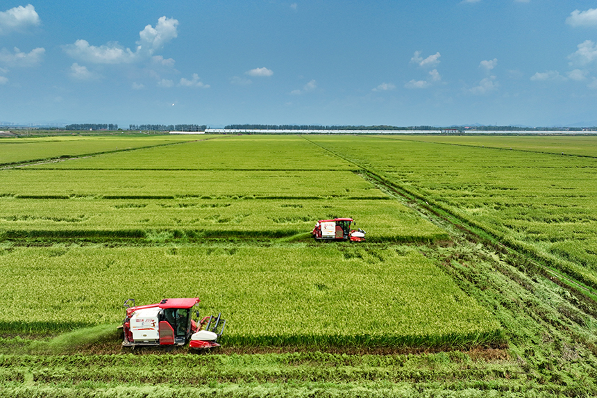 當地種植戶搶抓農時，開鐮收割。潘成攝