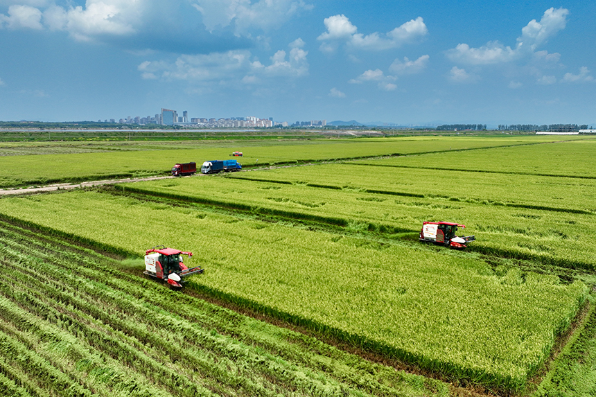 當地種植戶搶抓農時，開鐮收割。潘成攝