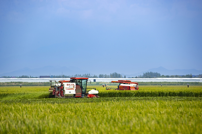 當地種植戶搶抓農時，開鐮收割。潘成攝