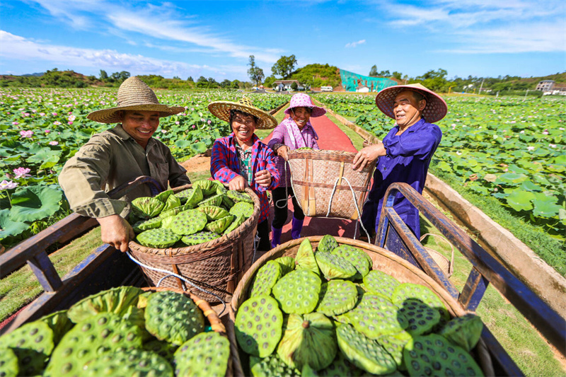 在廣昌縣甘竹鎮樟樹村，蓮農正在蓮田里采蓮蓬。曾恒貴攝