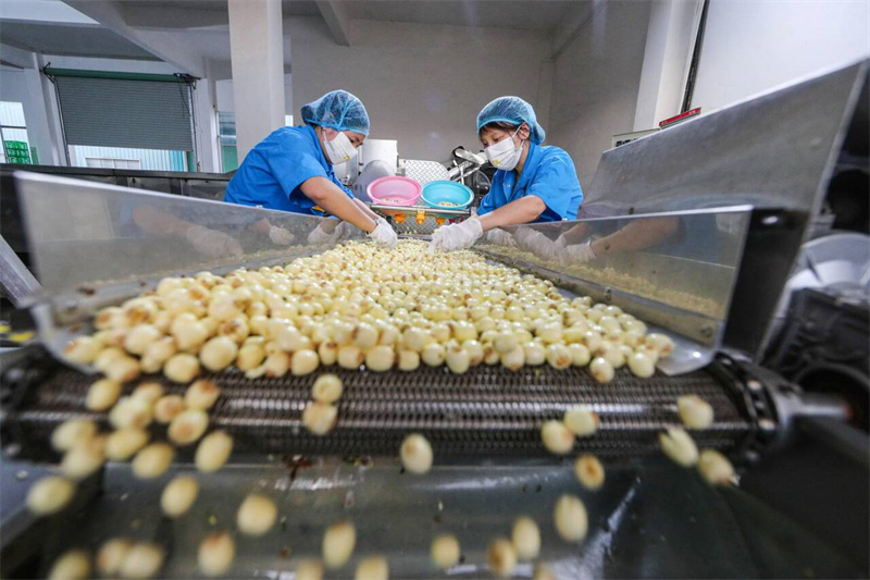 工人正在車間加工和打包凍鮮蓮產品供應市場。曾恒貴攝