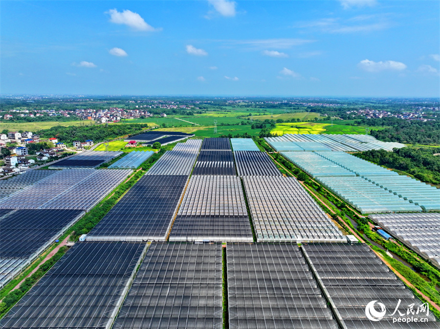 撫州市東臨新區七里崗鄉的一家農業科技有限公司產業園設施農業大棚林立。人民網 朱海鵬攝