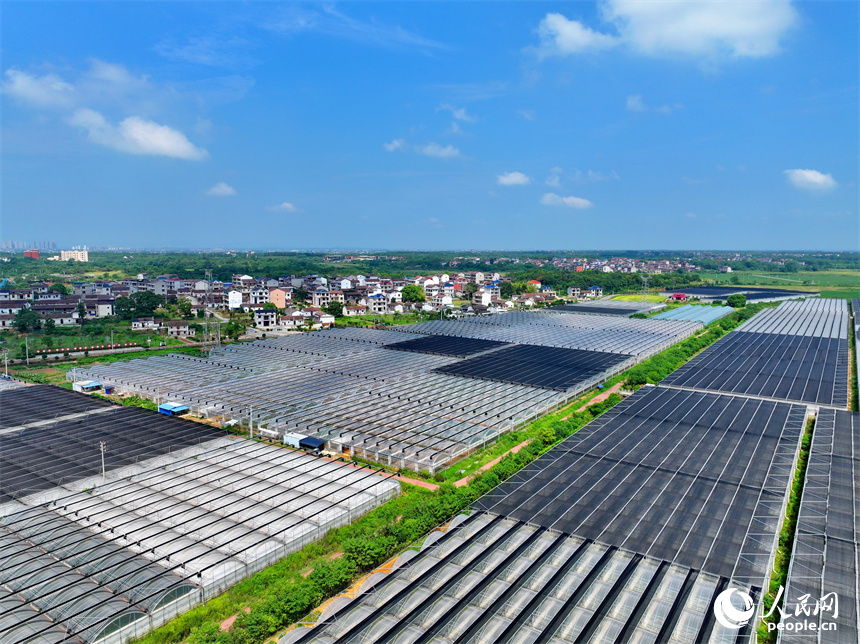 撫州市東臨新區七里崗鄉的一家農業科技有限公司產業園設施農業大棚林立。人民網 朱海鵬攝
