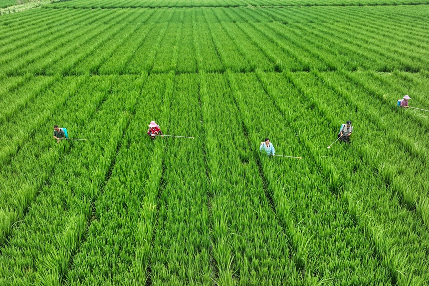 當地村民開展田間管護工作。李桂東攝