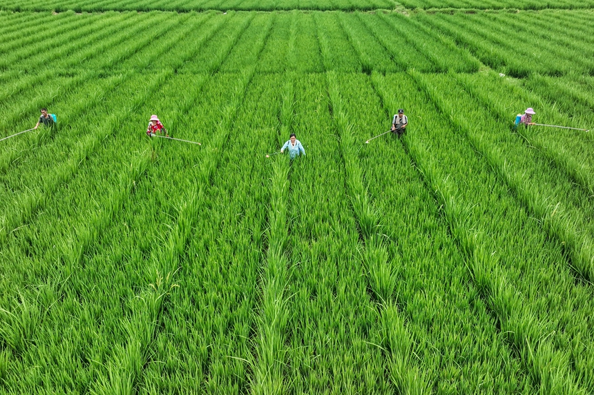 當地村民開展田間管護工作。李桂東攝