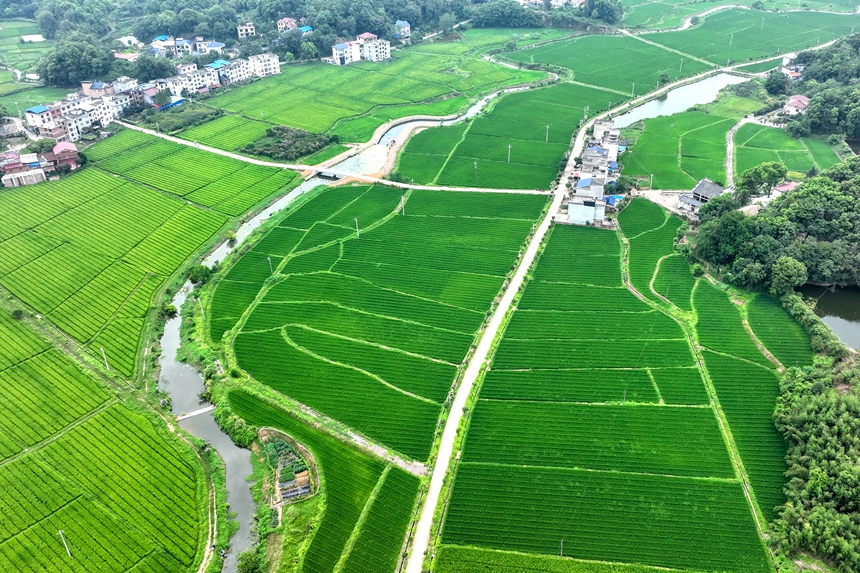 航拍鏡頭下的江西省萍鄉市湘東區排上鎮官橋村雜交水稻制種基地。李桂東攝