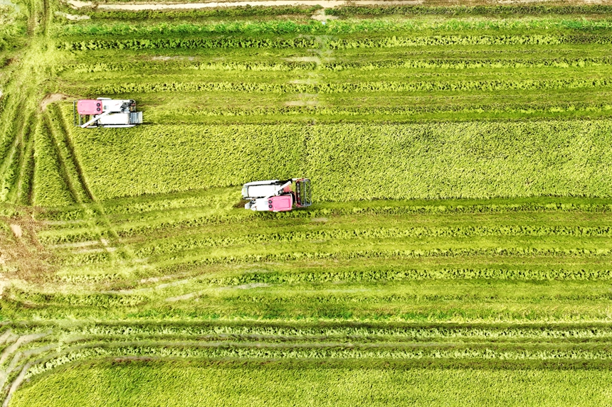 村民駕駛收割機在搶收中稻。何江華攝