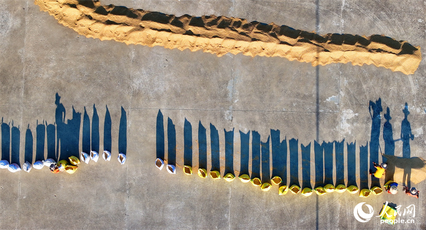 南昌市南昌縣涇口鄉東升村，村民在收儲晾曬好的稻谷。人民網 朱海鵬攝