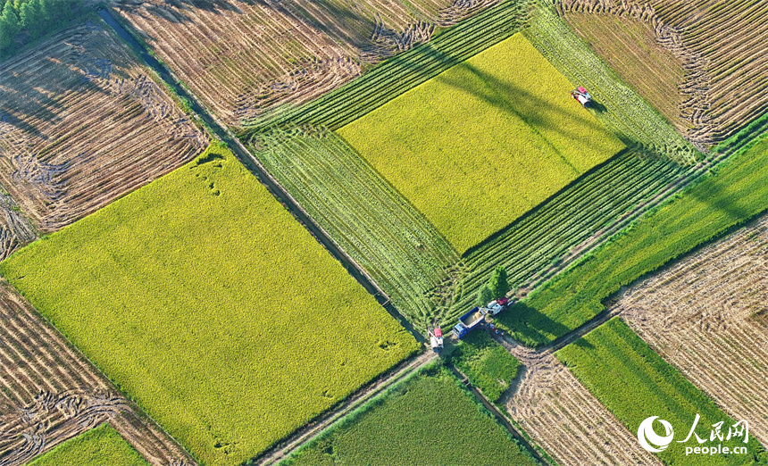 南昌市南昌縣涇口鄉東升村，農機手駕駛農機在田間收割再生稻。人民網 朱海鵬攝
