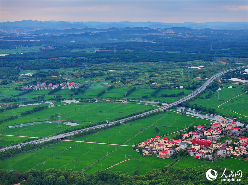 宜春市上高縣泗溪鎮藕塘村，高標準農田栽植的水稻長勢良好，陸續開始吐穗。人民網 朱海鵬攝