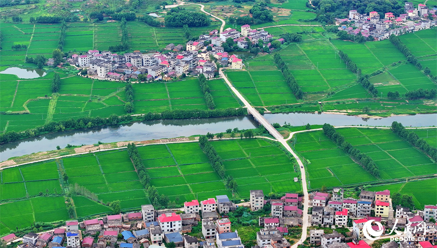 宜春市上高縣泗溪鎮藕塘村，高標準農田栽植的水稻長勢良好，陸續開始吐穗。人民網 朱海鵬攝