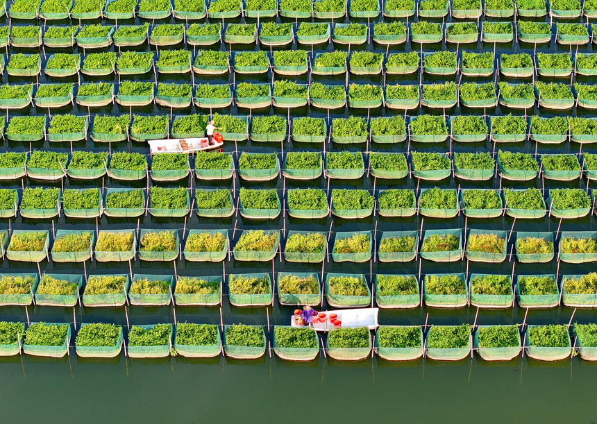 南昌縣涇口鄉東方村鱔魚生態養殖基地，養殖戶劃著小船穿梭其中投喂餌料并查看鱔魚生長情況。人民網 朱海鵬攝