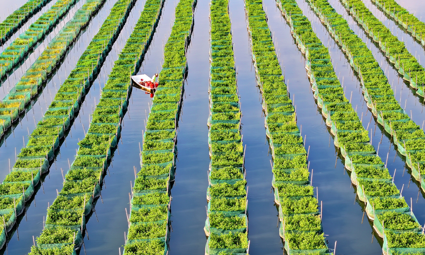 南昌縣涇口鄉東方村鱔魚生態養殖基地，養殖戶劃著小船穿梭其中投喂餌料并查看鱔魚生長情況。人民網 朱海鵬攝