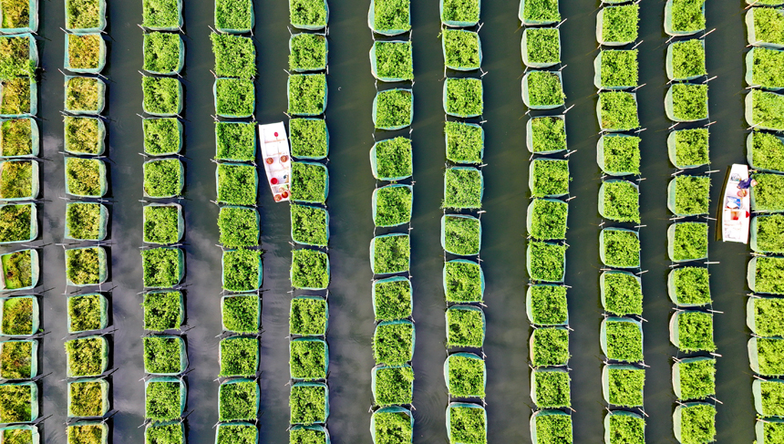 南昌縣涇口鄉東方村鱔魚生態養殖基地，養殖戶劃著小船穿梭其中投喂餌料并查看鱔魚生長情況。人民網 朱海鵬攝