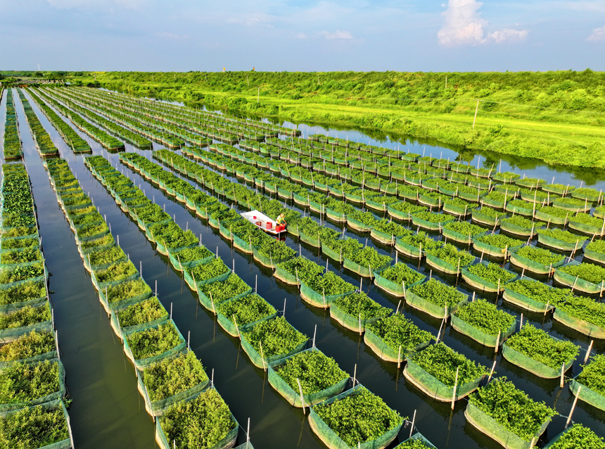 南昌縣涇口鄉東方村鱔魚生態養殖基地，養殖戶劃著小船穿梭其中投喂餌料并查看鱔魚生長情況。人民網 朱海鵬攝