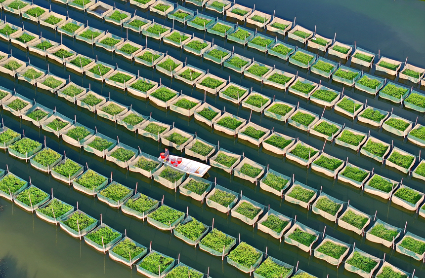 南昌縣涇口鄉東方村鱔魚生態養殖基地，養殖戶劃著小船穿梭其中投喂餌料并查看鱔魚生長情況。人民網 朱海鵬攝