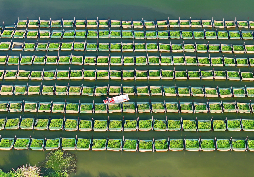 南昌縣涇口鄉東方村鱔魚生態養殖基地，養殖戶劃著小船穿梭其中投喂餌料并查看鱔魚生長情況。人民網 朱海鵬攝