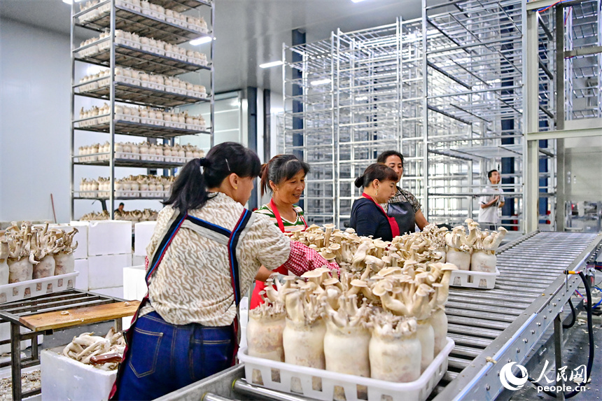 安遠縣的一家現代農業有限公司食用菌生產基地，工人在加緊分揀食用菌。人民網 朱海鵬攝