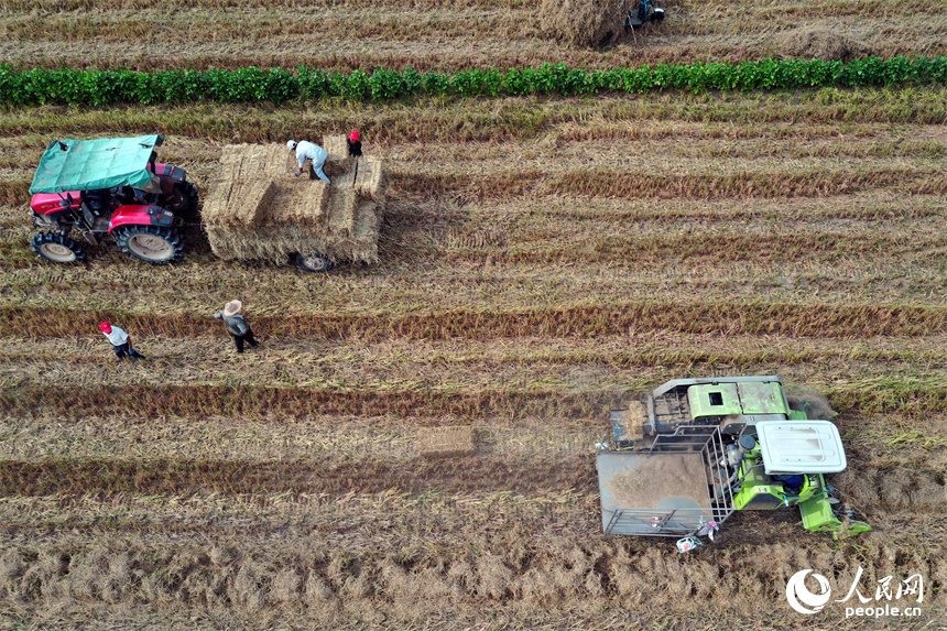 安義縣新民鄉的稻田里，拖拉機正在將打捆機收集打包的秸稈壓縮包裝車。人民網記者 時雨攝