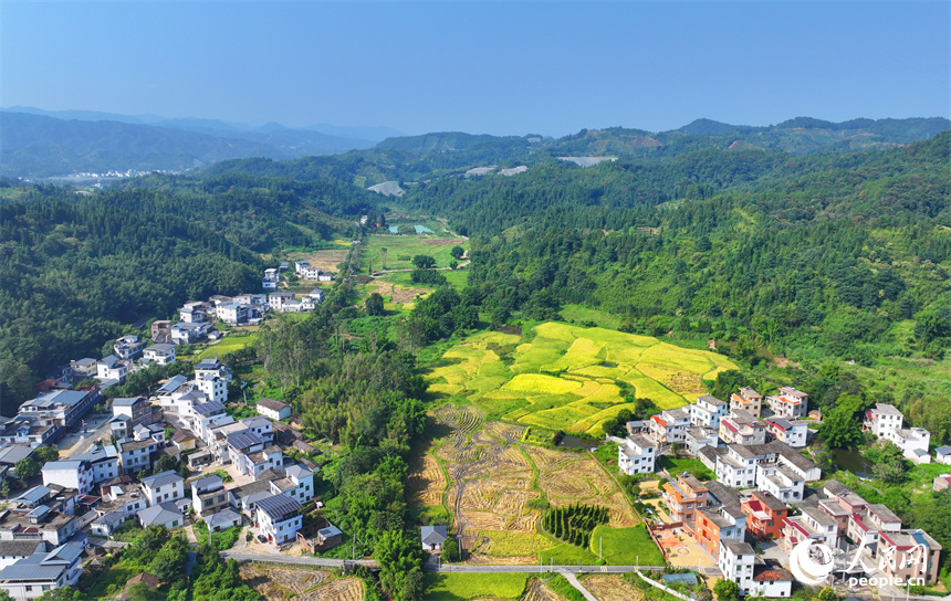 贛州市安遠縣三百山鎮咀下村，金色稻田與民居相互映襯，一幅和美鄉村的豐收畫卷徐徐展開。人民網 朱海鵬攝