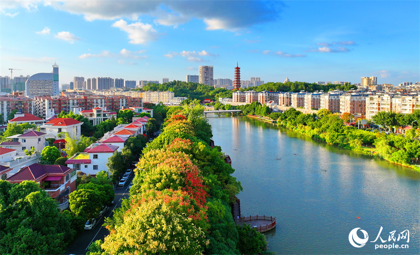 贛州市南康區城區秋意漸濃，章水河畔金贛大道兩旁的欒樹枝頭綻放金黃色花朵，成為秋日里的一道靚麗風景線。人民網 朱海鵬攝