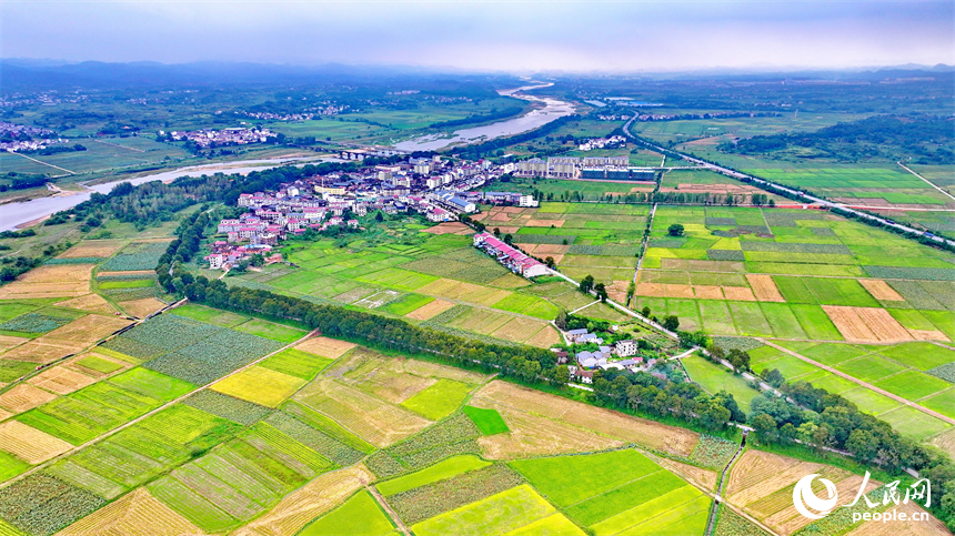 撫州市廣昌縣甘竹鎮羅家村，錯落有致的農房與廣袤農田、蜿蜒河流、筆直公路相映相稱，秋景怡人。人民網 朱海鵬攝