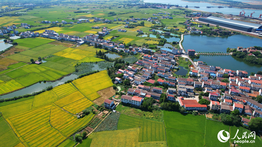 南昌縣灘上村，田野泛黃，與民房、河塘、道路等相映成景。人民網記者 毛思遠攝