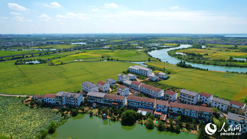 南昌縣灘上村，田野泛黃，與民房、河塘、道路等相映成景。人民網記者 毛思遠攝