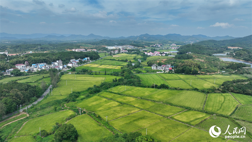 從空中俯瞰江西省共青城市澤泉鄉花園村一派鄉村秋色田園畫卷。潘成攝