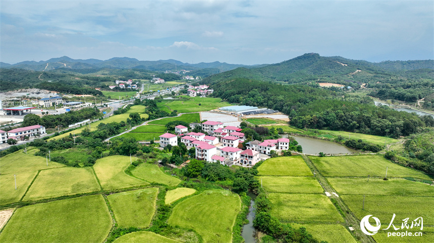 從空中俯瞰江西省共青城市澤泉鄉花園村一派鄉村秋色田園畫卷。潘成攝