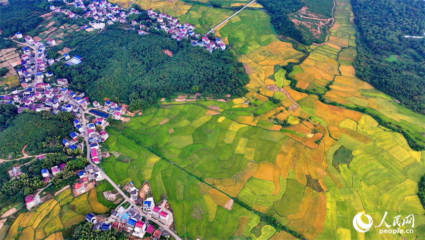 樂平市后港鎮義方村，金黃色的稻田與錯落有致的村莊、連綿起伏的青山交相輝映。朱海鵬攝