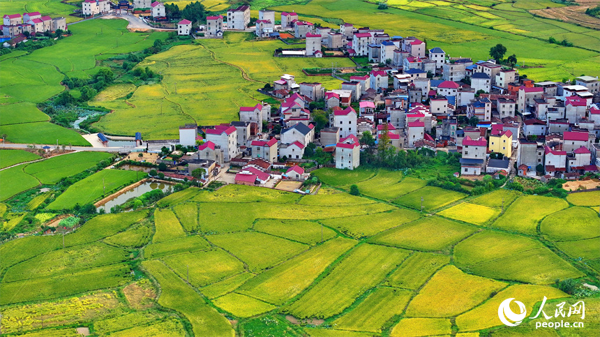 樂平市后港鎮義方村，金黃色的稻田與錯落有致的村莊、連綿起伏的青山交相輝映。朱海鵬攝