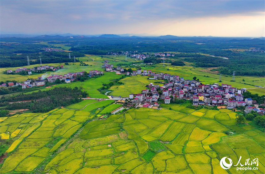 樂平市后港鎮義方村，金黃色的稻田與錯落有致的村莊、連綿起伏的青山交相輝映。朱海鵬攝