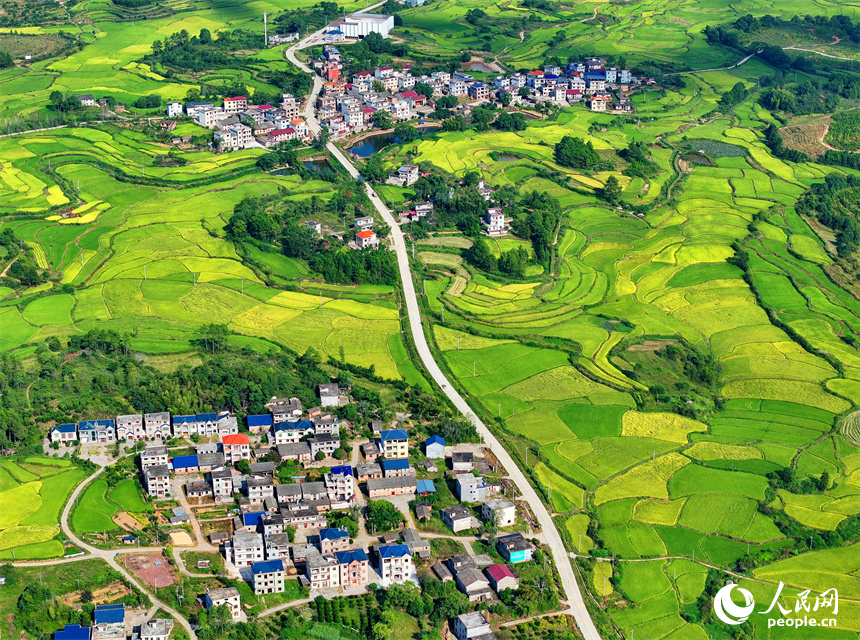 吉水縣白水鎮洪橋村，群山連綿、阡陌縱橫，泛黃的稻田與通村公路、民居、綠植相映成趣。人民網 朱海鵬攝