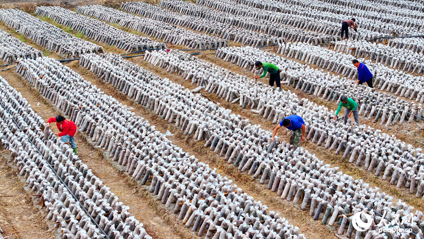 撫州市東鄉區黎圩鎮潭江村木耳種植基地，村民在打理木耳菌棒。人民網 朱海鵬攝