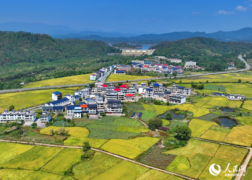 贛州市寧都縣洛口鎮員布村，“四好農村路”與沿線稻田、農房、青山相映相稱，路暢景美如畫。人民網 朱海鵬攝