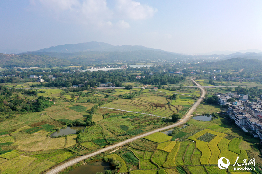 瑞金市云石山鄉豐垅村沃野與民居相映，航拍鏡頭下“豐”景如畫。人民網記者 時雨攝