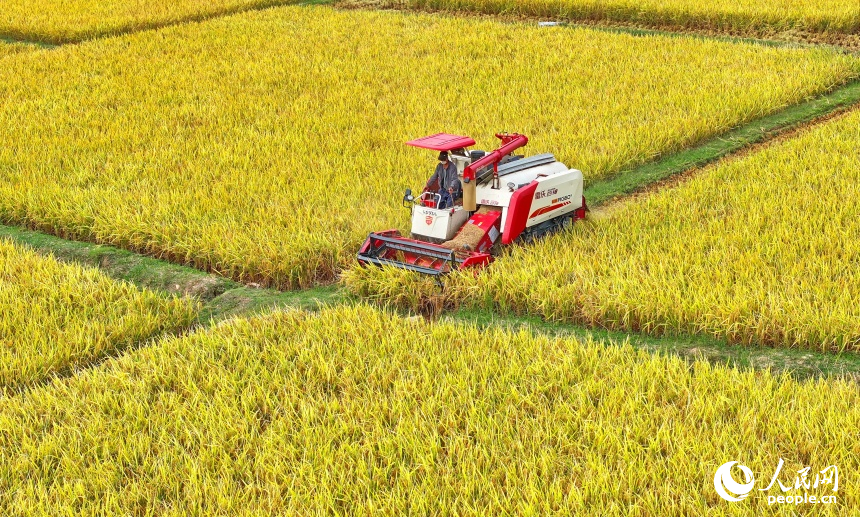 瑞金市沙洲壩鎮沙洲壩村，連片的晚稻迎來豐收。人民網 朱海鵬攝
