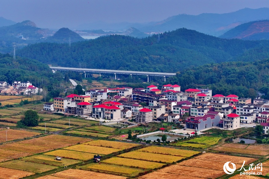 宜春市上高縣翰堂鎮磻村村，收割機在高標準農田里來回作業，晚稻收獲有序推進。人民網 朱海鵬攝