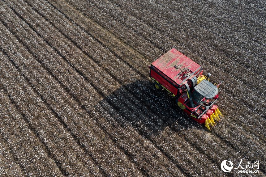 柴桑區江洲鎮的棉田里，采棉機正在田間穿梭采收棉花。人民網記者 時雨攝