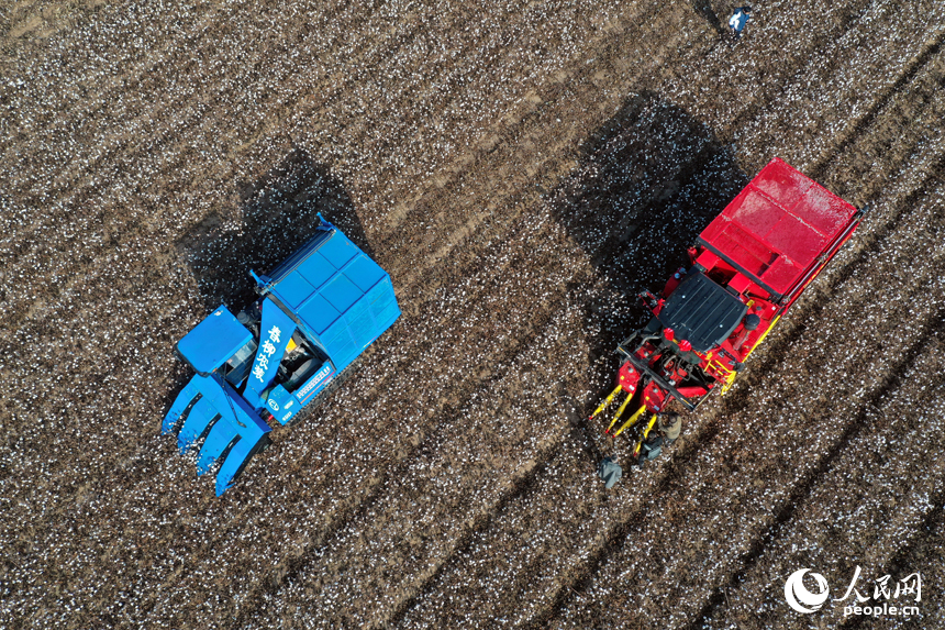 柴桑區江洲鎮的棉田里，采棉機正在田間穿梭采收棉花。人民網記者 時雨攝