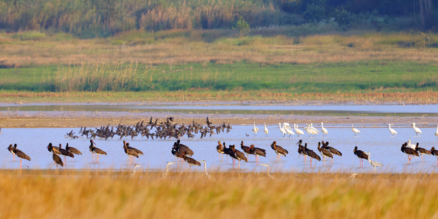 “鳥中大熊貓”黑鸛飛臨永修縣鄱陽湖區域的“中國候鳥小鎮”。王小龍攝