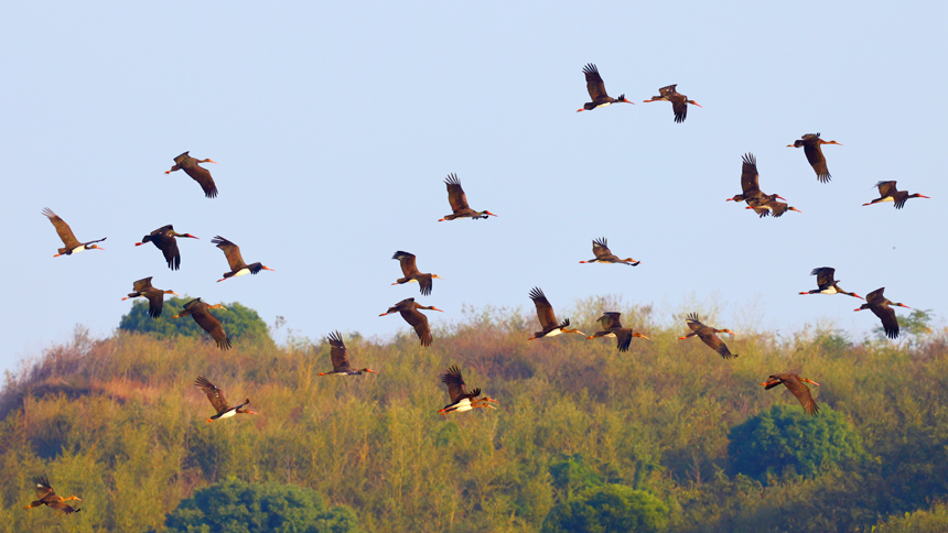 “鳥中大熊貓”黑鸛飛臨永修縣鄱陽湖區域的“中國候鳥小鎮”。王小龍攝