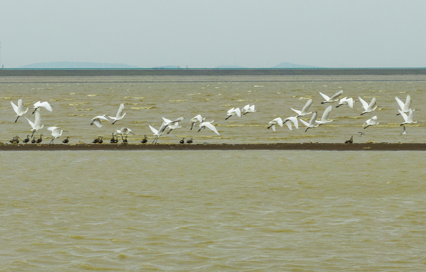 成群的越冬候鳥白琵鷺在鄱陽湖湖口縣濕地展翅飛翔、棲息覓食。李學華攝