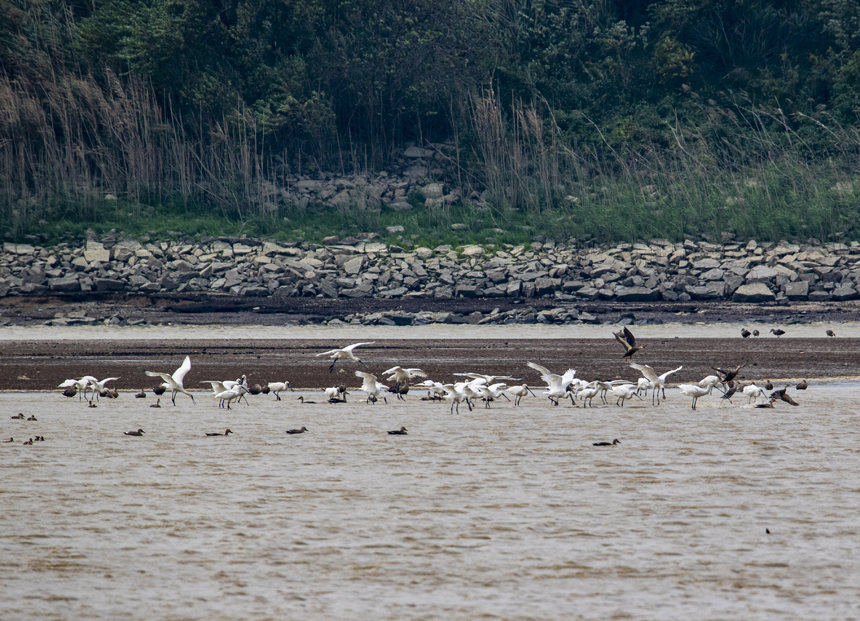 成群的越冬候鳥白琵鷺在鄱陽湖湖口縣濕地展翅飛翔、棲息覓食。李學華攝