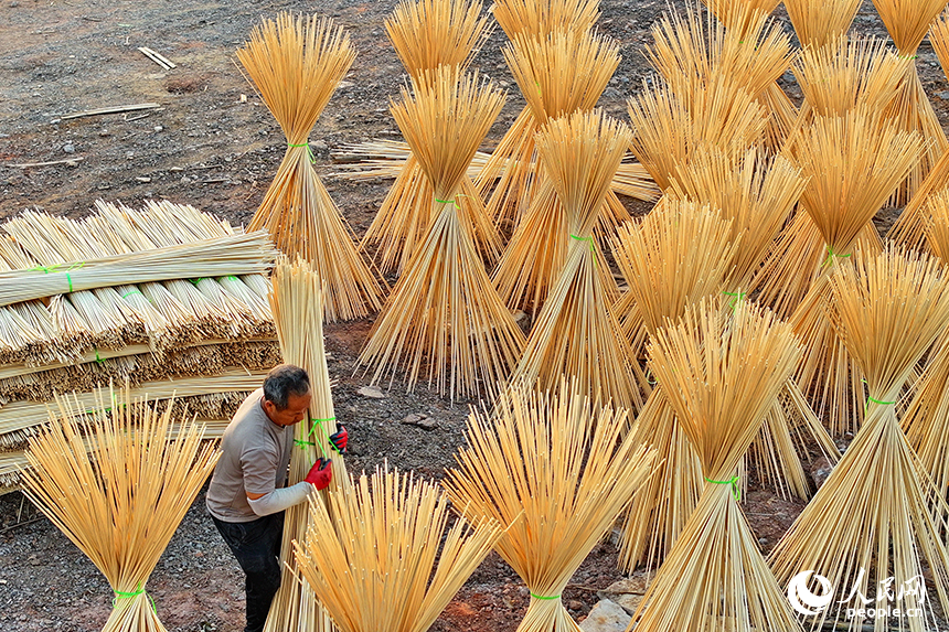 撫州市廣昌縣旴江鎮清水村的一家毛竹加工基地，竹農在收獲晾曬好的毛竹條。人民網 朱海鵬攝