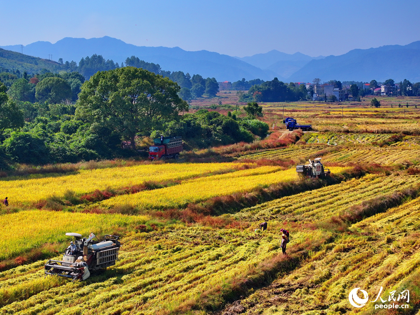 吉安市永新縣煙閣鄉煙閣村，農田里晚稻一片金黃，與錯落有致的民房、遠處的青山綠樹相映相稱，構成一幅豐收時節的和美鄉村畫卷。人民網 朱海鵬攝