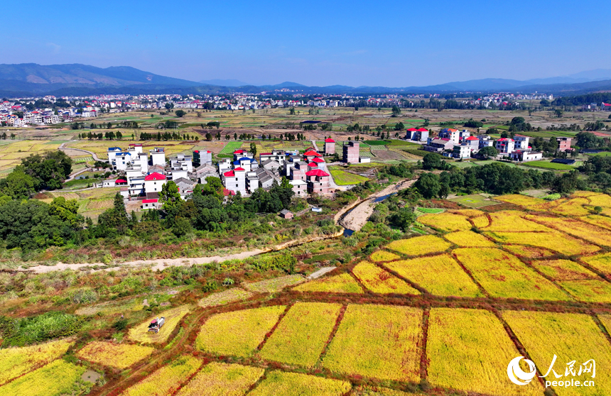 吉安市永新縣煙閣鄉煙閣村，農田里晚稻一片金黃，與錯落有致的民房、遠處的青山綠樹相映相稱，構成一幅豐收時節的和美鄉村畫卷。人民網 朱海鵬攝