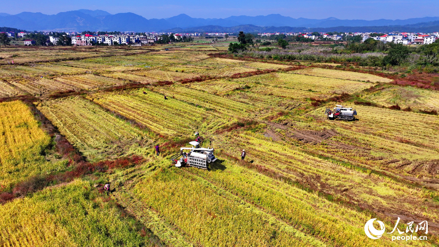 吉安市永新縣煙閣鄉煙閣村，農田里晚稻一片金黃，與錯落有致的民房、遠處的青山綠樹相映相稱，構成一幅豐收時節的和美鄉村畫卷。人民網 朱海鵬攝