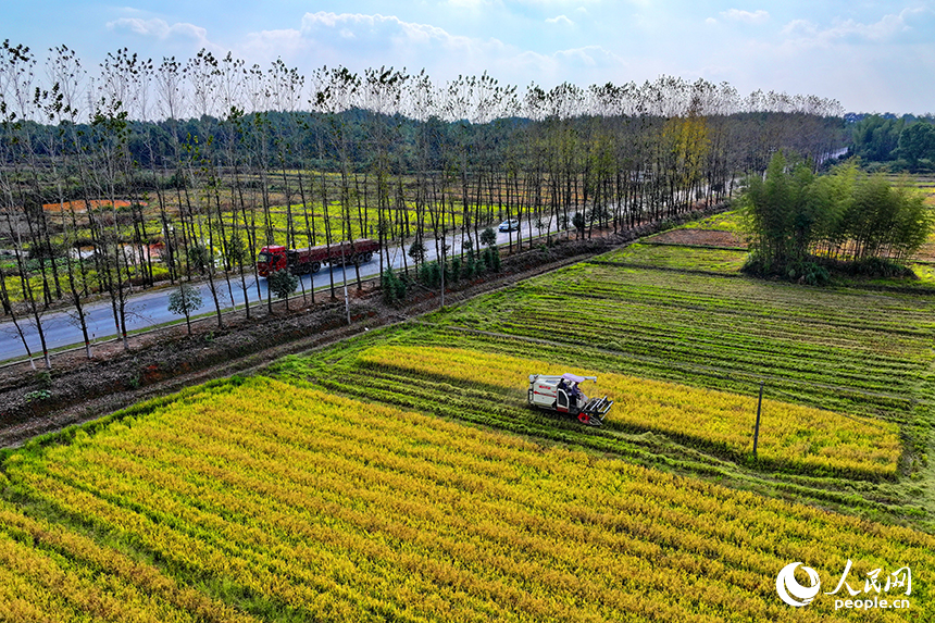 宜春市宜豐縣澄塘鎮黃坪村，村民使用收割機在高標準農田里收割晚稻。人民網 朱海鵬攝